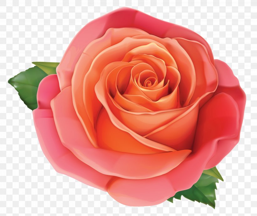 Rose Pink Clip Art, PNG, 6402x5372px, Rose, China Rose, Color, Cut ...