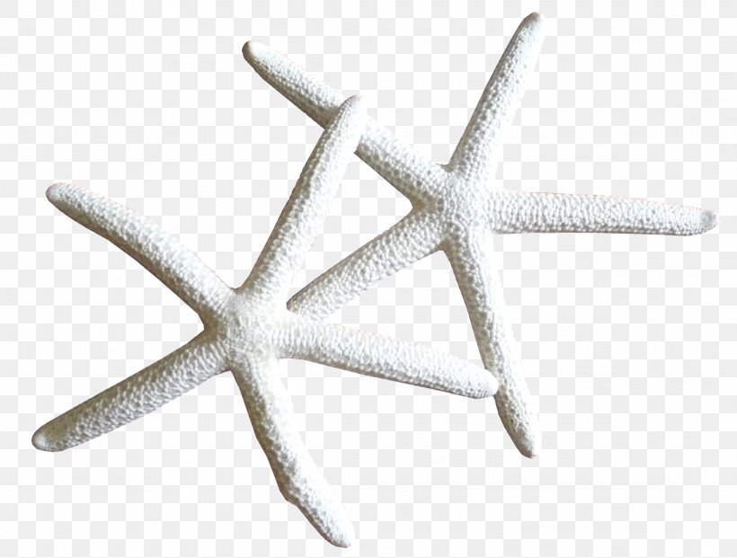 Starfish Marine Invertebrates Clip Art, PNG, 2182x1655px, Starfish, Animal, Apartment, Echinoderm, Golden Download Free