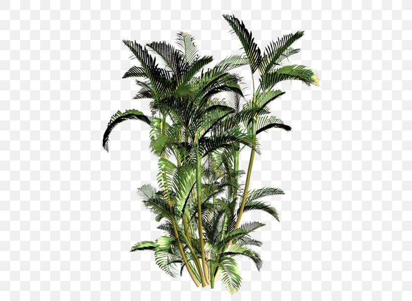 Babassu Palm Trees Shrub, PNG, 495x600px, Babassu, Arecales, Attalea, Attalea Speciosa, Branch Download Free