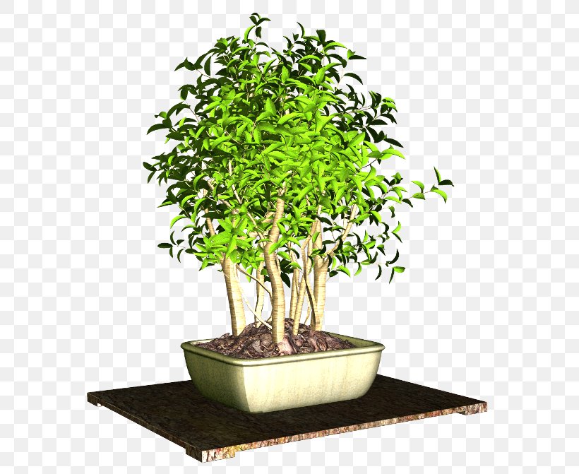 Flowerpot Plant Clip Art, PNG, 600x671px, Flowerpot, Bonsai, Houseplant, Material, Plant Download Free