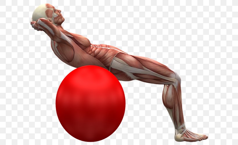 Exercise Balls Core Stability Abdominal Exercise, PNG, 643x500px, Watercolor, Cartoon, Flower, Frame, Heart Download Free