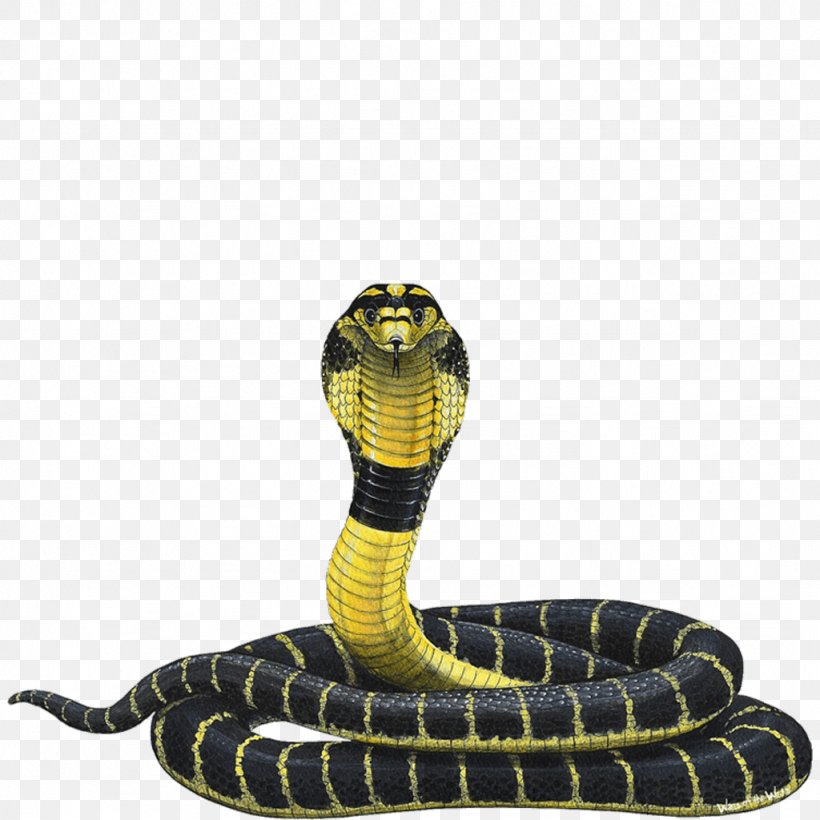 Snake Indian Cobra King Cobra Reptile Png 1024x1024px Snake