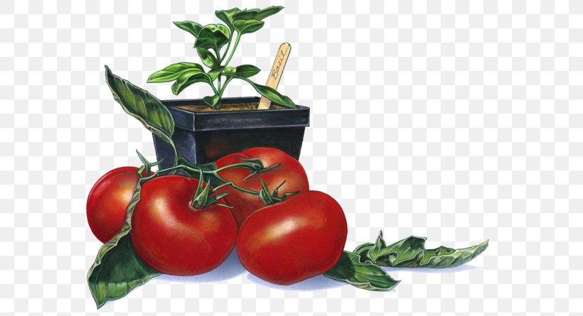 Tomato Photography Clip Art, PNG, 600x445px, Tomato, Bush Tomato, Diet Food, Food, Fotosearch Download Free