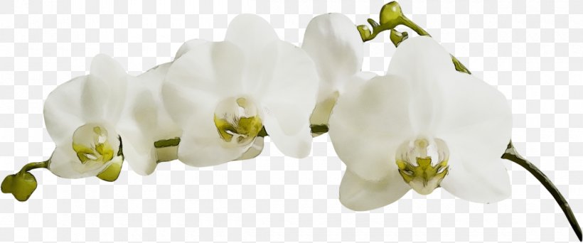 White Flower Plant Petal Moth Orchid, PNG, 1200x501px, Watercolor, Cut Flowers, Dendrobium, Fashion Accessory, Flower Download Free