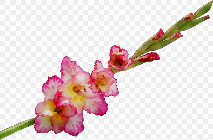 Gladiolus Cut Flowers Plant Stem Bud Moth Orchids, PNG, 1355x897px, Gladiolus, Botany, Bud, Cattleya, Cut Flowers Download Free