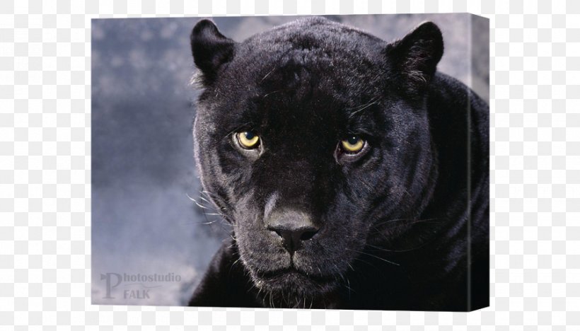 Leopard Jaguar Panther Felidae Cat, PNG, 900x514px, Leopard, Animal, Big Cat, Big Cats, Black Cat Download Free