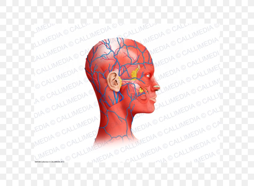 Neck Muscle Blood Vessel Head Anatomy, PNG, 600x600px, Watercolor, Cartoon, Flower, Frame, Heart Download Free