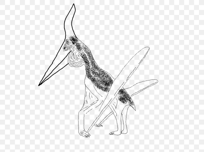 Pteranodon Drawing Visual Arts Sketch, PNG, 600x610px, Pteranodon, Art, Black And White, Canidae, Carnivoran Download Free