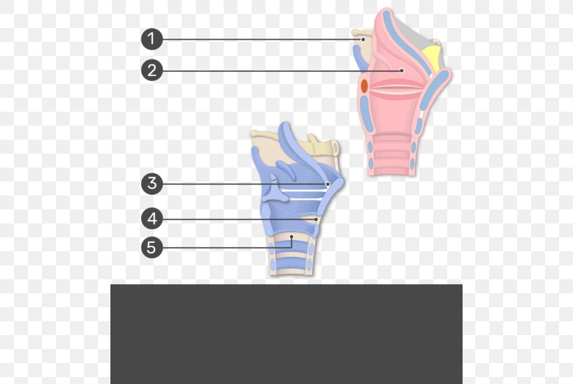 Thyroepiglottic Ligament Anatomy Larynx Joint, PNG, 504x550px, Thyroepiglottic Ligament, Anatomy, Biological Membrane, Cartilage, Copyright Download Free