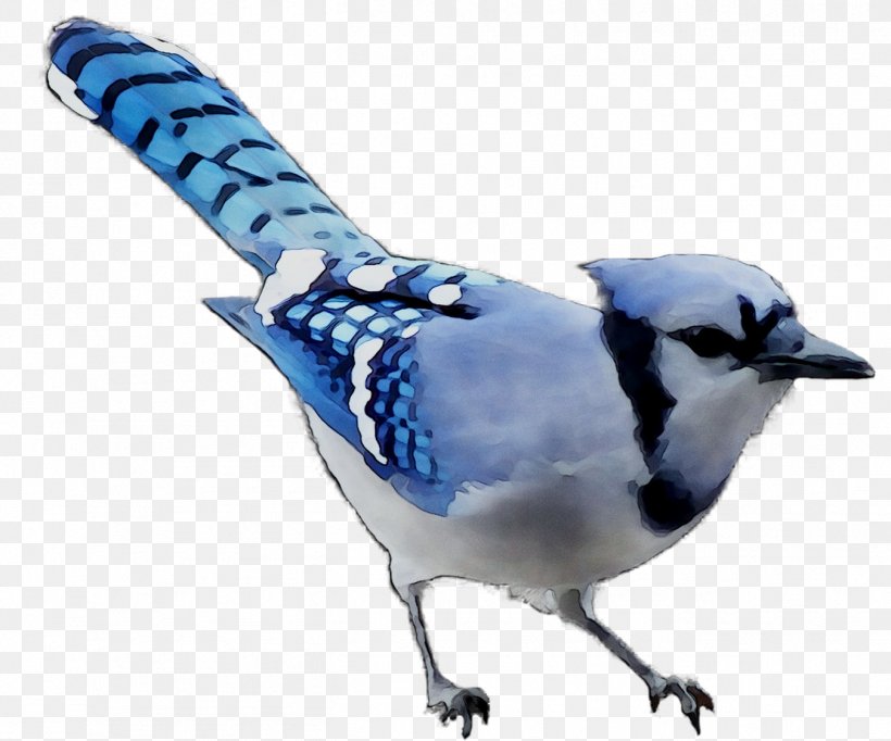 Blue Jay Fauna Beak Feather, PNG, 1351x1125px, Blue Jay, Beak, Bird, Chickadee, Fauna Download Free