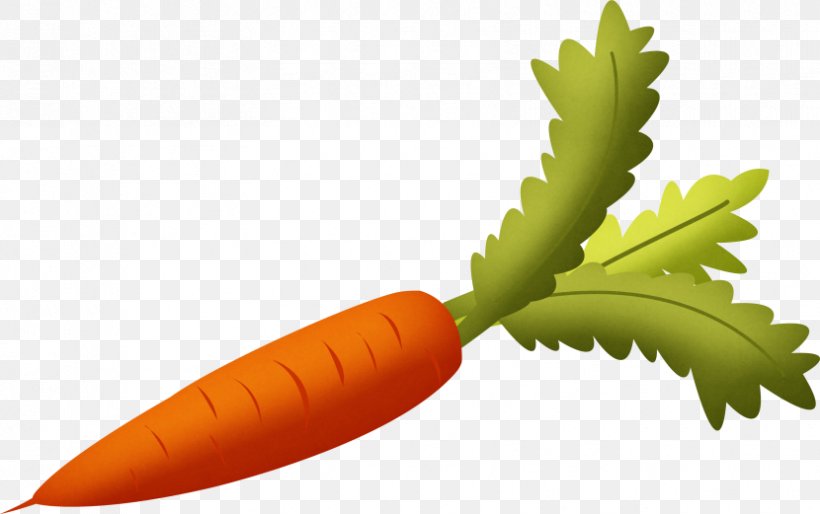 Carrot Vegetable Clip Art, PNG, 830x521px, Carrot, Carrot Juice, Food, Fruit, Image File Formats Download Free