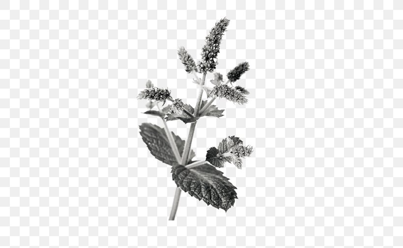 Chinese Herbology Crude Drug Mentha Spicata, PNG, 506x504px, Apple Mint, Black And White, Branch, Herb, Leaf Download Free