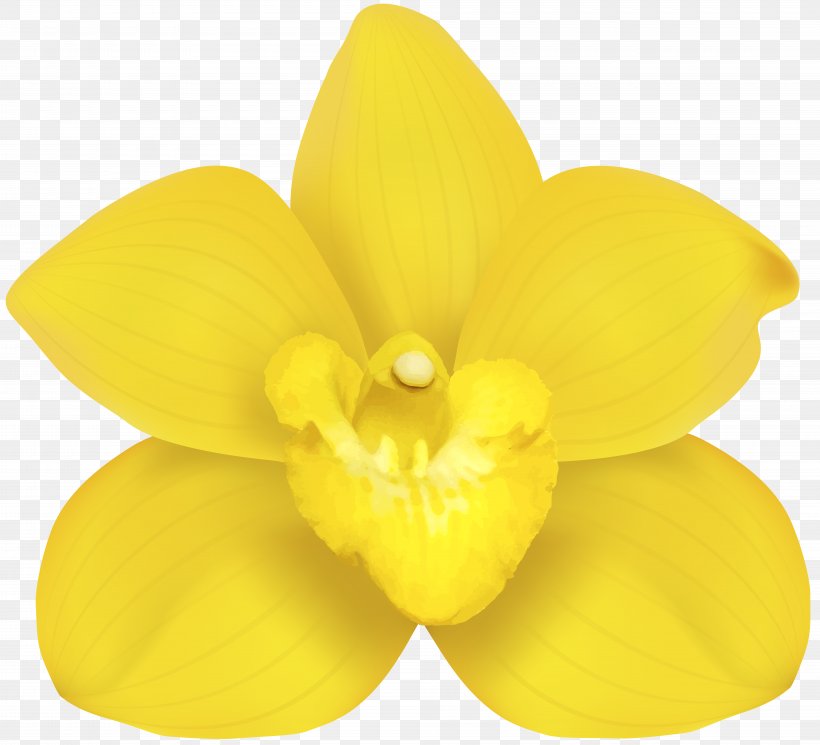 Moth Orchids Narcissus Yellow Petal, PNG, 8000x7270px, Narcissus, Close Up, Flower, Flowering Plant, Moth Orchid Download Free