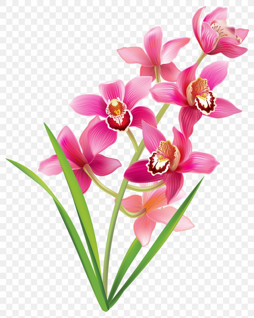 Orchids Clip Art, PNG, 3994x5000px, How To Grow Orchids, Cattleya Orchids, Color, Cut Flowers, Dendrobium Download Free