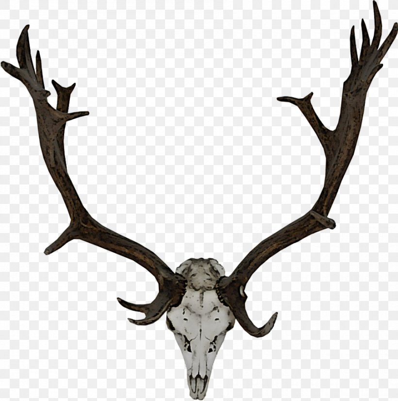 Reindeer, PNG, 900x907px, Horn, Antler, Barren Ground Caribou, Deer, Elk Download Free