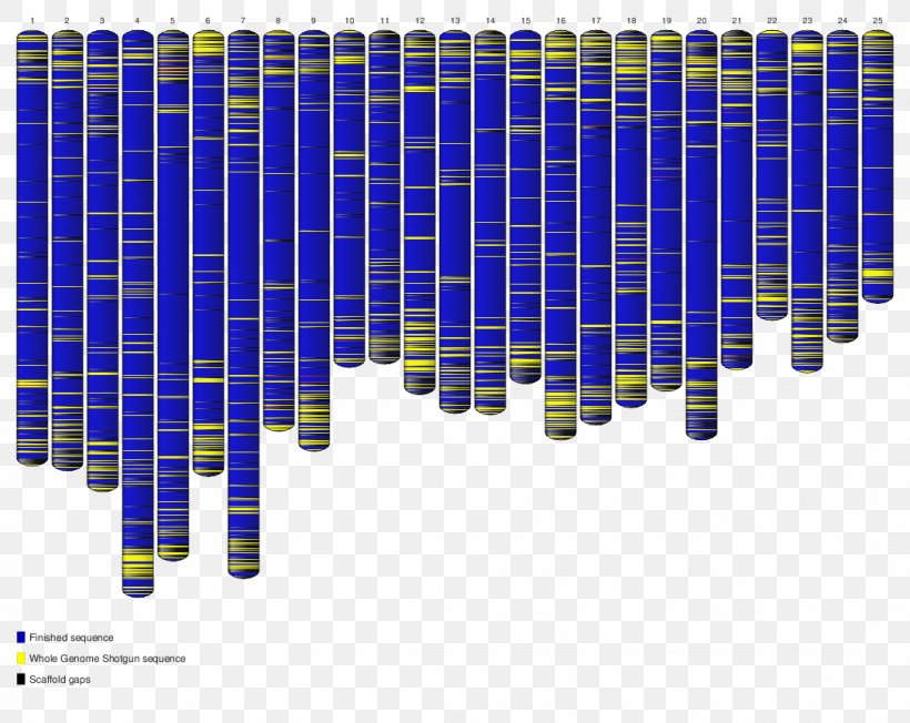 Zebrafish Whole Genome Sequencing Nucleic Acid Sequence Genome Project, PNG, 1085x864px, Zebrafish, Blue, Cell, Chromatophore, Electric Blue Download Free