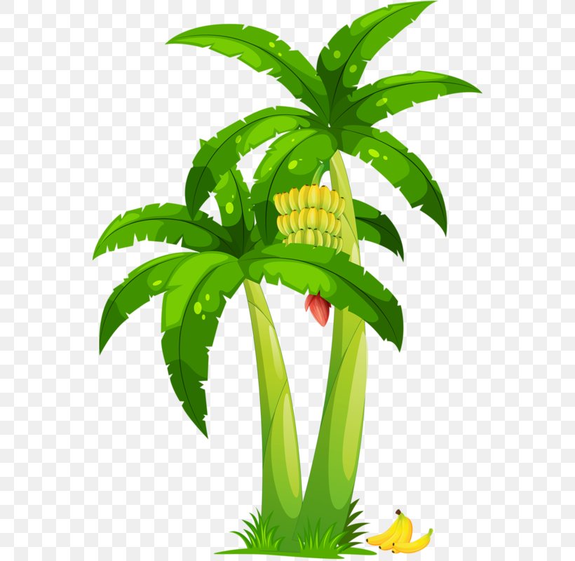 Banana Coconut Arecaceae Clip Art, PNG, 556x800px, Banana, Arecaceae, Coconut, Drawing, Flower Download Free