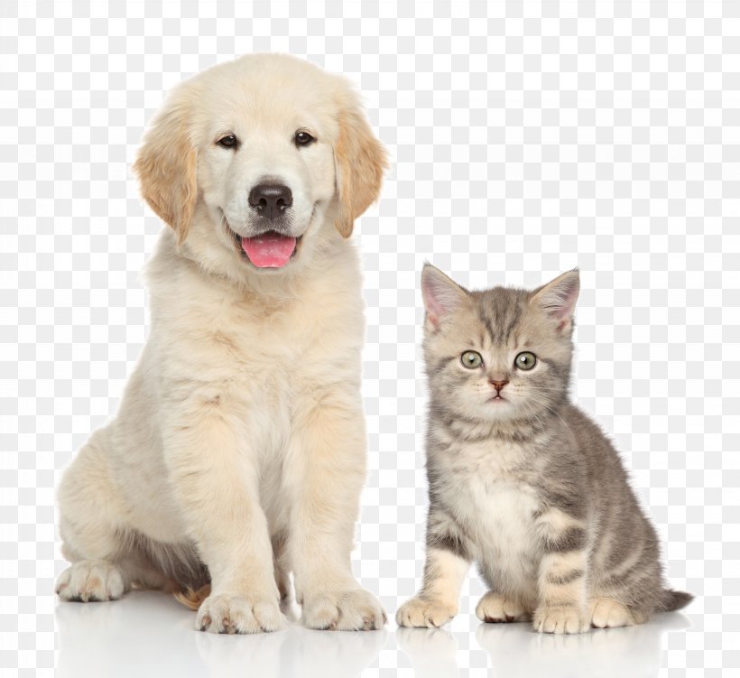 Dog Cat Kitten Pet Sitting, PNG, 6126x5616px, Dog, Carnivoran, Cat, Cat Like Mammal, Companion Dog Download Free