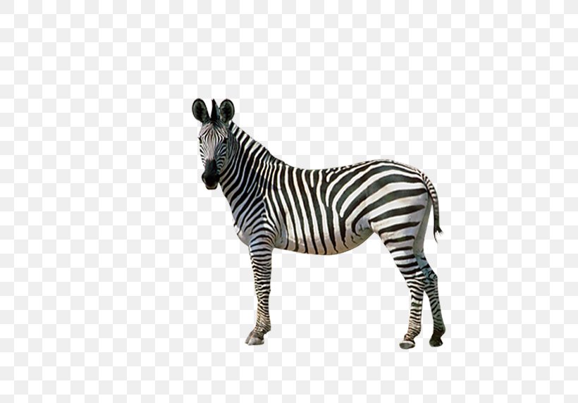 Horses Zebra Donkey, PNG, 564x572px, Horse, Adoption, Animal, Donkey, Harem Download Free