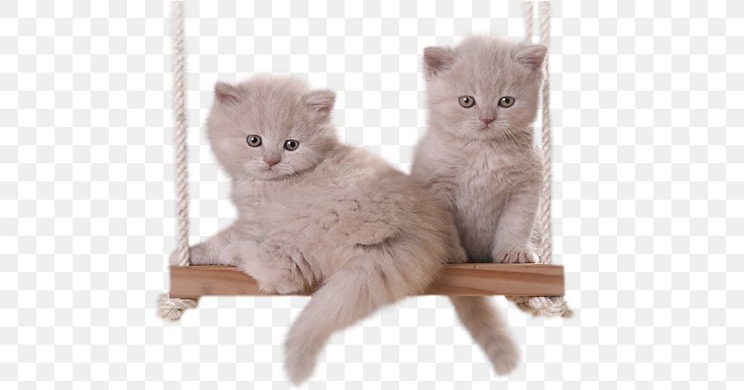 Kitten GIF Persian Cat British Semi-longhair Clip Art, PNG, 600x430px, Watercolor, Cartoon, Flower, Frame, Heart Download Free