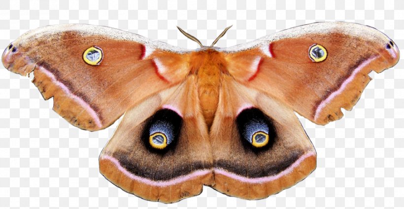 Метелик Polyphemus Moth RGB Color Model, PNG, 903x467px, Polyphemus Moth, Animal Figure, Arthropod, Bombycidae, Brush Footed Butterfly Download Free