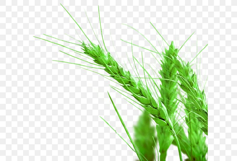 Rice Gadu Paddy Field, PNG, 618x558px, Rice Gadu, Food Grain, Grass, Grass Family, Gratis Download Free