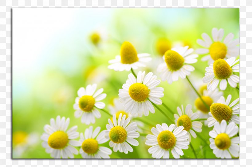 Roman Chamomile German Chamomile Flower Wallpaper, PNG, 1160x773px, Chamomile, Anxiety Symptoms, Chamaemelum Nobile, Common Daisy, Daisy Download Free