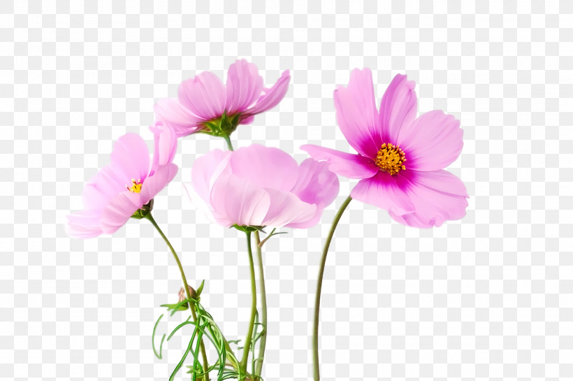 Spring Flower Spring Floral Flowers, PNG, 1920x1278px, Spring Flower, Anemone, Cosmos, Cut Flowers, Daisy Family Download Free