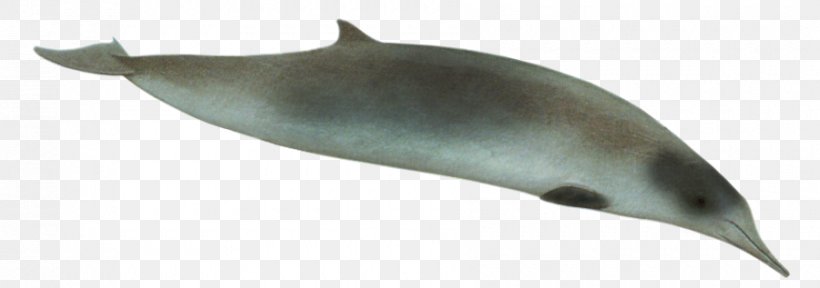 Tucuxi Porpoise Spade-toothed Whale Ginkgo-toothed Beaked Whale Strap-toothed Whale, PNG, 900x317px, Tucuxi, Animal, Animal Figure, Beak, Beaked Whale Download Free