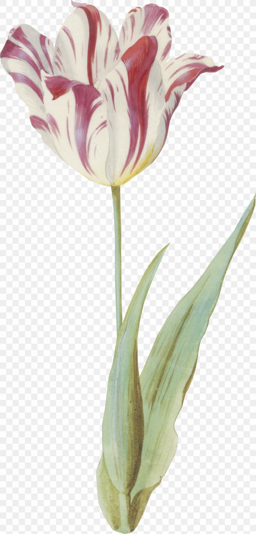 Tulip Cut Flowers Vase Plant Stem Petal, PNG, 1682x3506px, Tulip, Cut Flowers, Flower, Flowering Plant, Lily Family Download Free