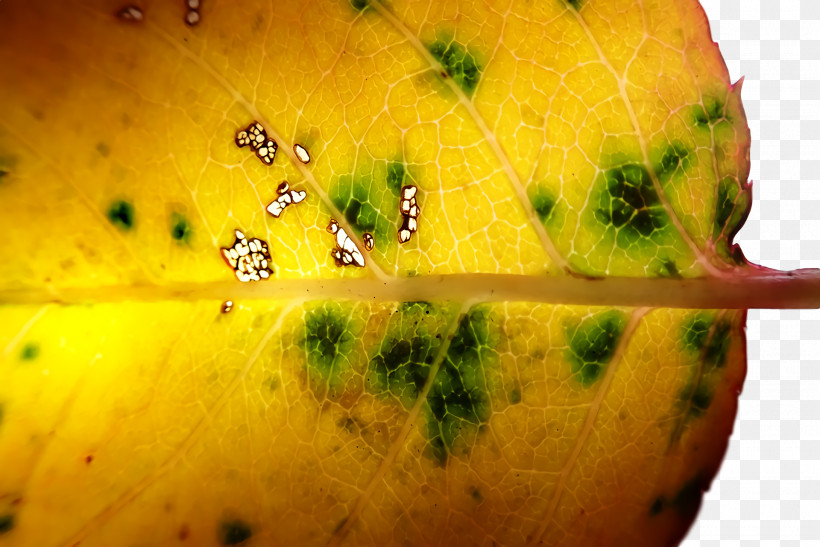 Yellow Close-up Fruit, PNG, 1920x1282px, Yellow, Closeup, Fruit Download Free