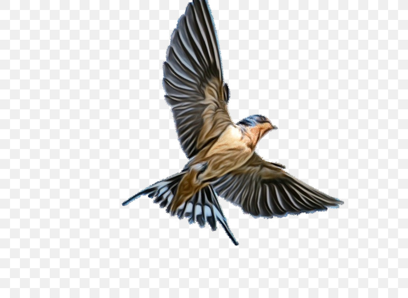 Bird Beak European Swallow Cliff Swallow Wing, PNG, 600x600px, Watercolor, Beak, Bird, Brambling, Cliff Swallow Download Free