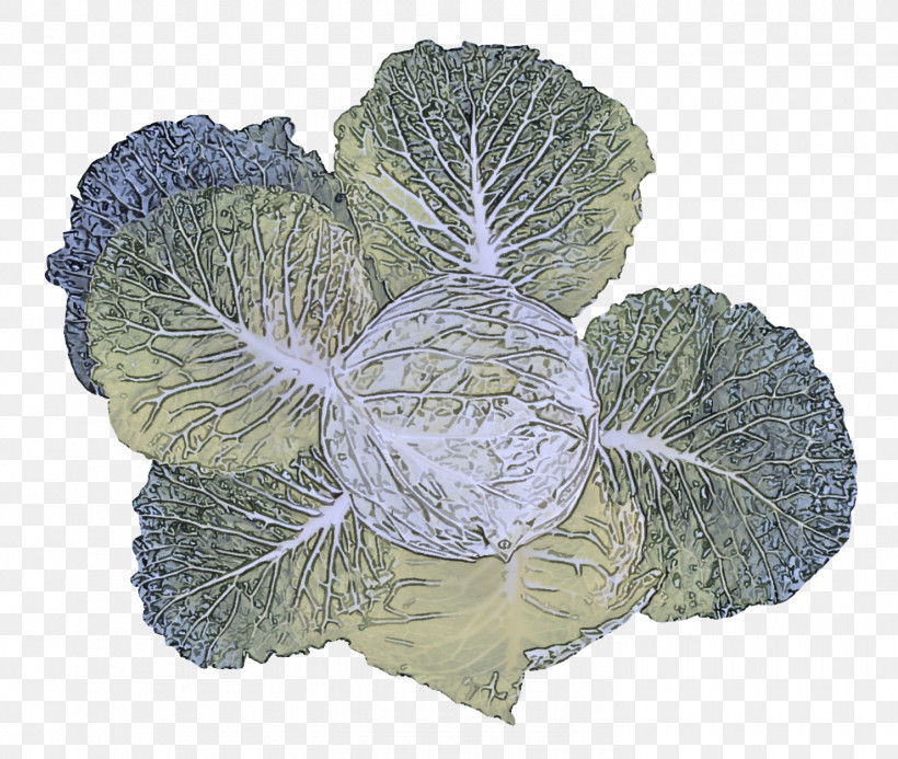 Cabbage Ingredient Ground Meat Mold Potato, PNG, 1480x1252px, Cabbage, Biology, Gin, Ground Meat, Ingredient Download Free
