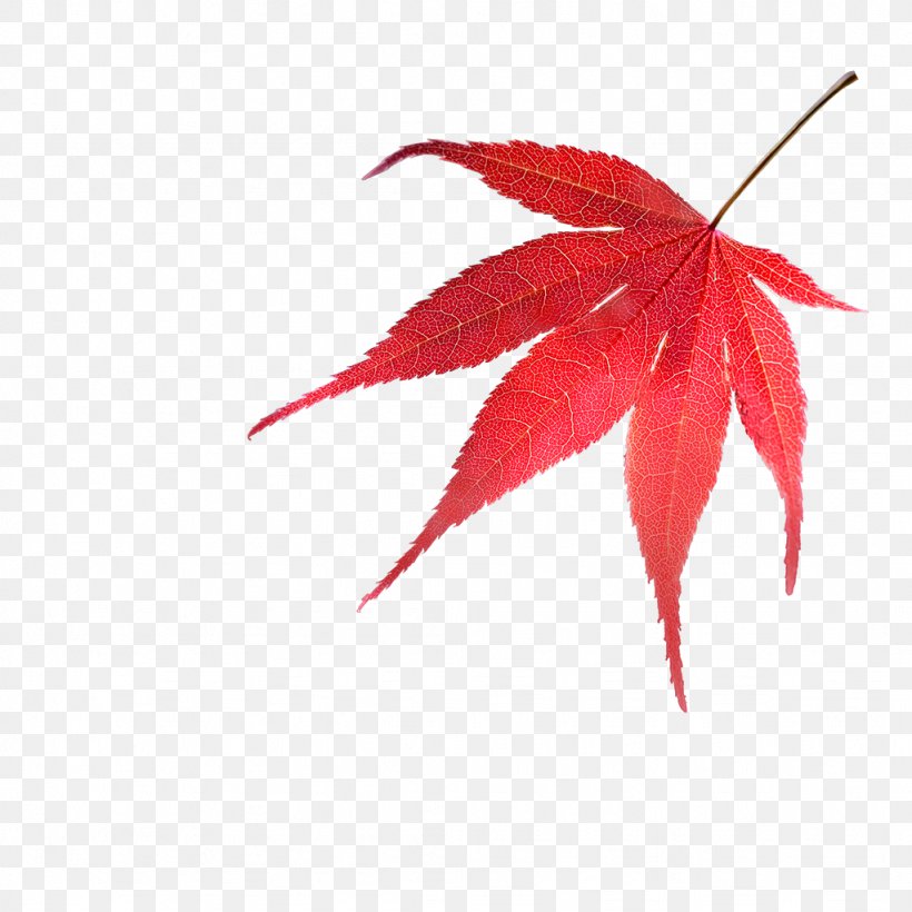 Leaf Oriental Trees, PNG, 1024x1024px, Leaf, Acer Spicatum, Bulb, Garden, Japanese Maple Download Free