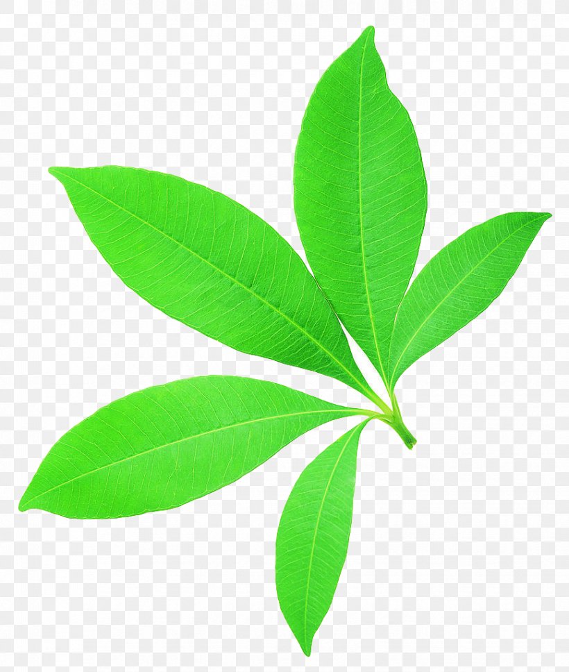 Leaf Plant Stem Bladnerv Vascular Bundle Plants, PNG, 867x1024px, Leaf, Bamboo, Bladnerv, Deciduous, Dicotyledon Download Free