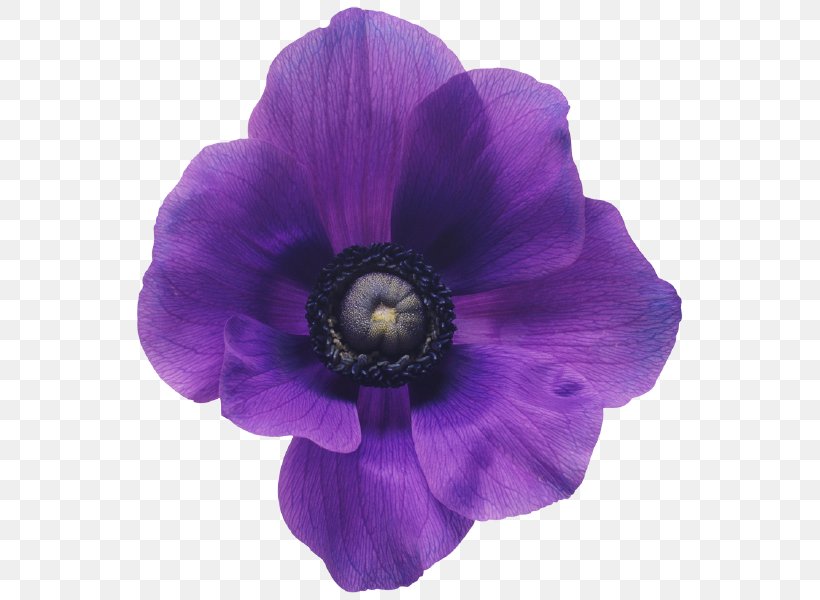Anemone Flower Bouquet Purple Violet, PNG, 561x600px, Anemone, Blue, Color, Flower, Flower Bouquet Download Free