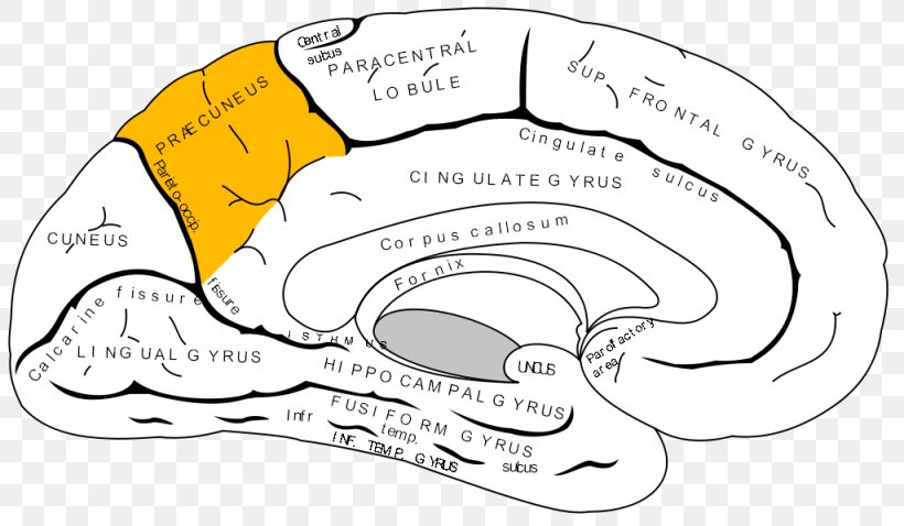 Anterior Cingulate Cortex Cingulate Gyrus Cerebral Cortex Prefrontal Cortex, PNG, 1025x598px, Watercolor, Cartoon, Flower, Frame, Heart Download Free