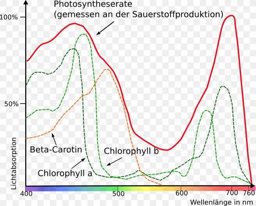 Light Photosynthesis Photosynthetically Active Radiation Electromagnetic Spectrum Grünlücke, PNG, 1024x824px, Light, Absorption, Area, Chlorophyll, Diagram Download Free
