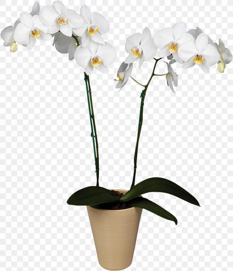 Orchids Plant Flower Boat Orchid Floristry, PNG, 1032x1200px, Orchids, Angel Flores, Blossom, Boat Orchid, Cactaceae Download Free