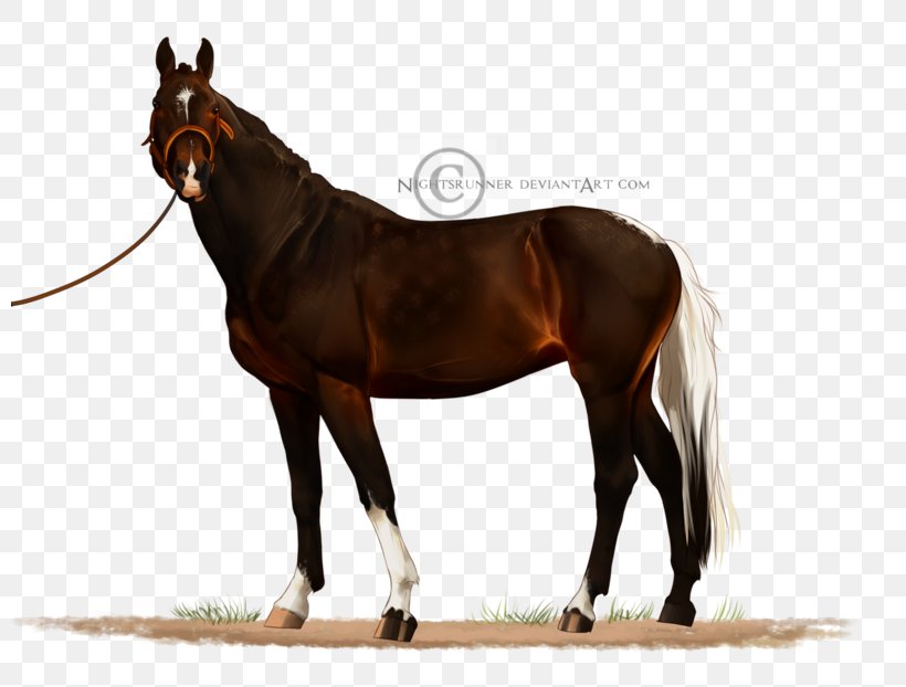 Stallion Mustang Mare Bridle Warmblood, PNG, 800x622px, Stallion, Bit, Bridle, Dog, Halter Download Free