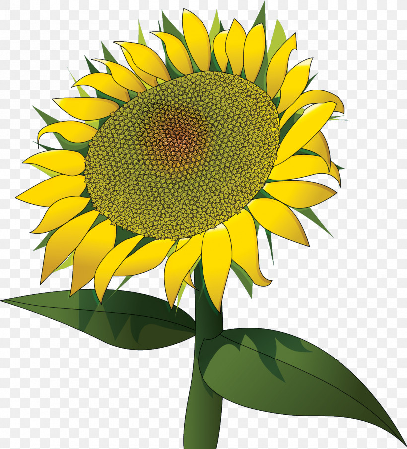 Sunflower Summer Flower, PNG, 1284x1414px, Sunflower, Biology, Common Sunflower, Cut Flowers, Flower Download Free