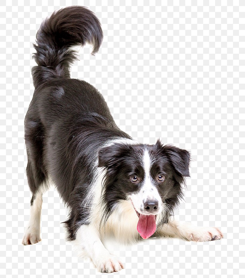 Dog Cat Affordable Animal Hospital Pet Veterinarian, PNG, 709x931px, Border Collie, Affordable Animal Hospital Covina, Animal, Animal Shelter, Australian Shepherd Download Free