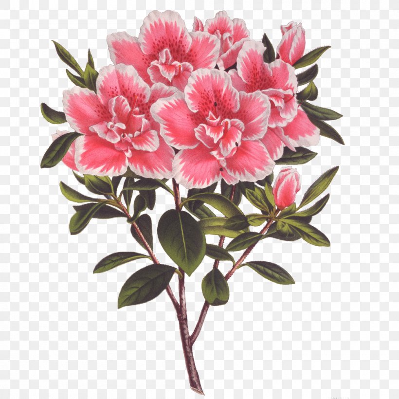 Flower Bouquet Azalea, PNG, 1000x1000px, Flower Bouquet, Azalea, Cut Flowers, Drawing, Floral Design Download Free