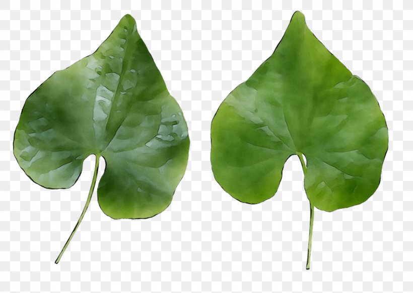 Leaf, PNG, 1554x1106px, Leaf, Alismatales, Anthurium, Arum Family, Flower Download Free