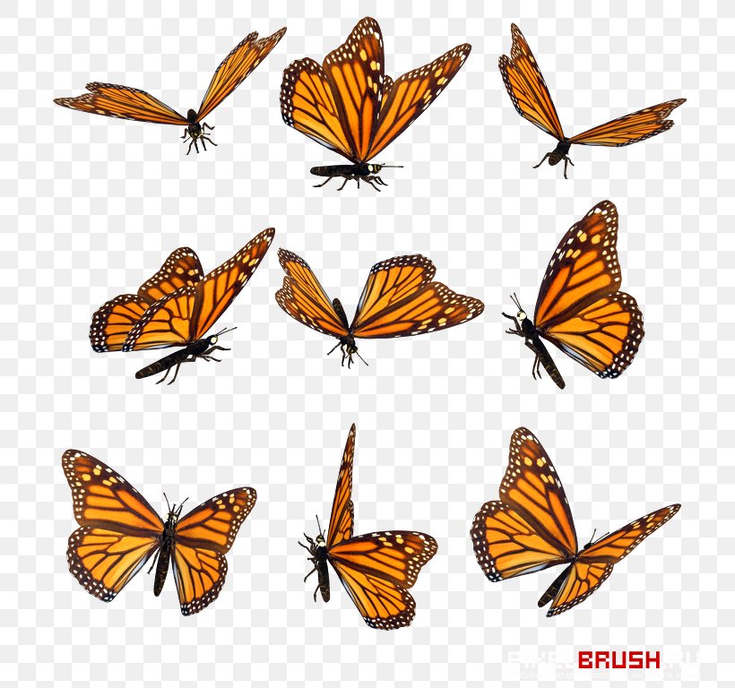 Monarch Butterfly Pieridae Insect Clip Art, PNG, 768x768px, Monarch Butterfly, Arthropod, Brush Footed Butterfly, Brushfooted Butterflies, Butterflies And Moths Download Free