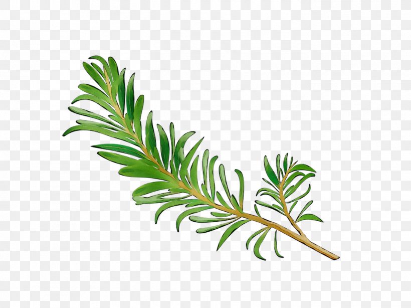 Plant Stem Leaf Line Plants, PNG, 1366x1024px, Plant Stem, American Larch, Botany, Branch, Conifer Download Free