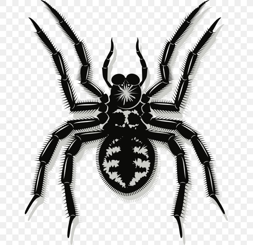 Spider Vector Graphics Clip Art Image, PNG, 659x794px, Spider, Arachnid, Araneus, Arthropod, Drawing Download Free