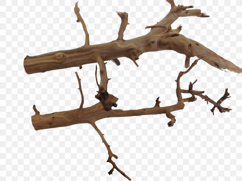 Twig Wood Branch Terrarium Long Tail Keyword, PNG, 1024x768px, Twig, Aquarium, Branch, Com, Infant Download Free