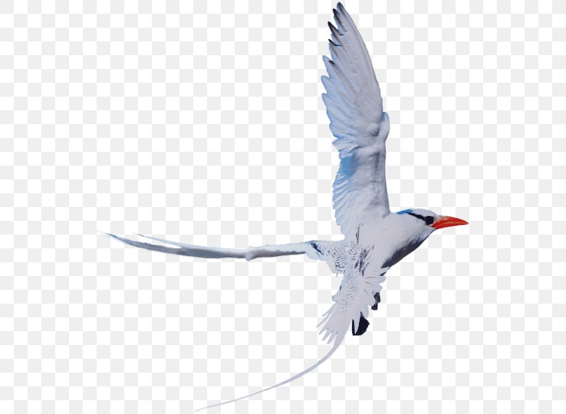 Wader Seabird Fauna Beak Sky Plc, PNG, 560x600px, Wader, Beak, Bird, Charadriiformes, Fauna Download Free