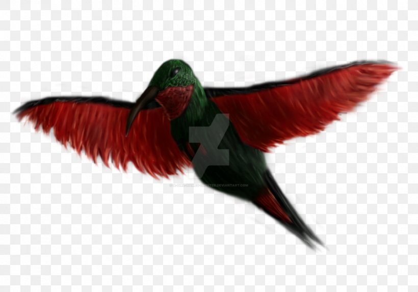 Beak Hummingbird M Wing Feather, PNG, 1069x747px, Beak, Bird, Feather, Hummingbird, Hummingbird M Download Free